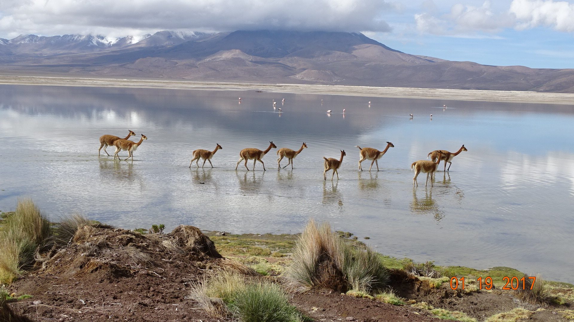 Vicuñas at the Surire salt flat